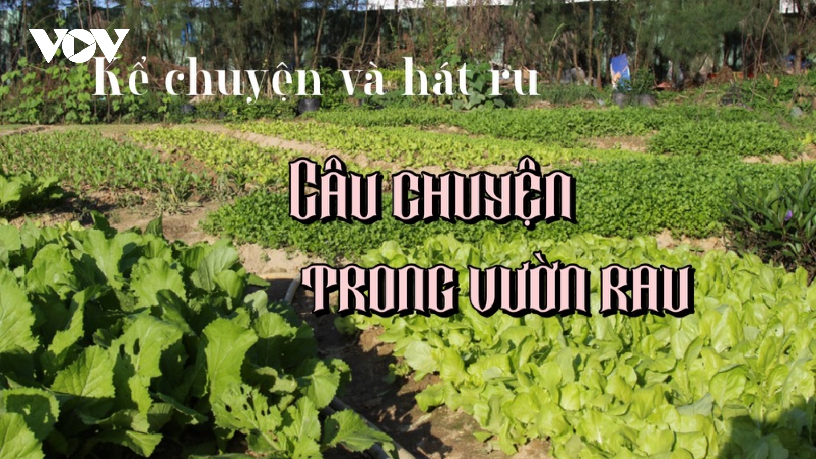 Câu chuyện trong vườn rau